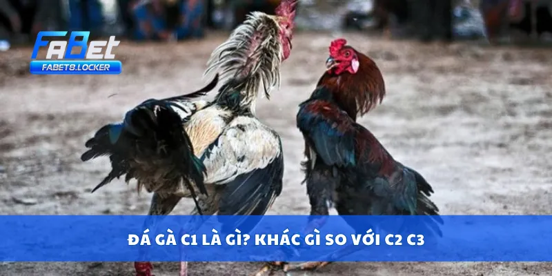 Đá Gà C1 – Sân Chơi Cựa Sắt Căng Thẳng, Đặt Cược Cực Nét 2 Đá gà C1 là gì? Khác gì so với C2 C3